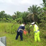 Tragis! Macan Akar Jadi Korban Tabrak Lari di KM 78 Tol Dumai-Pekanbaru