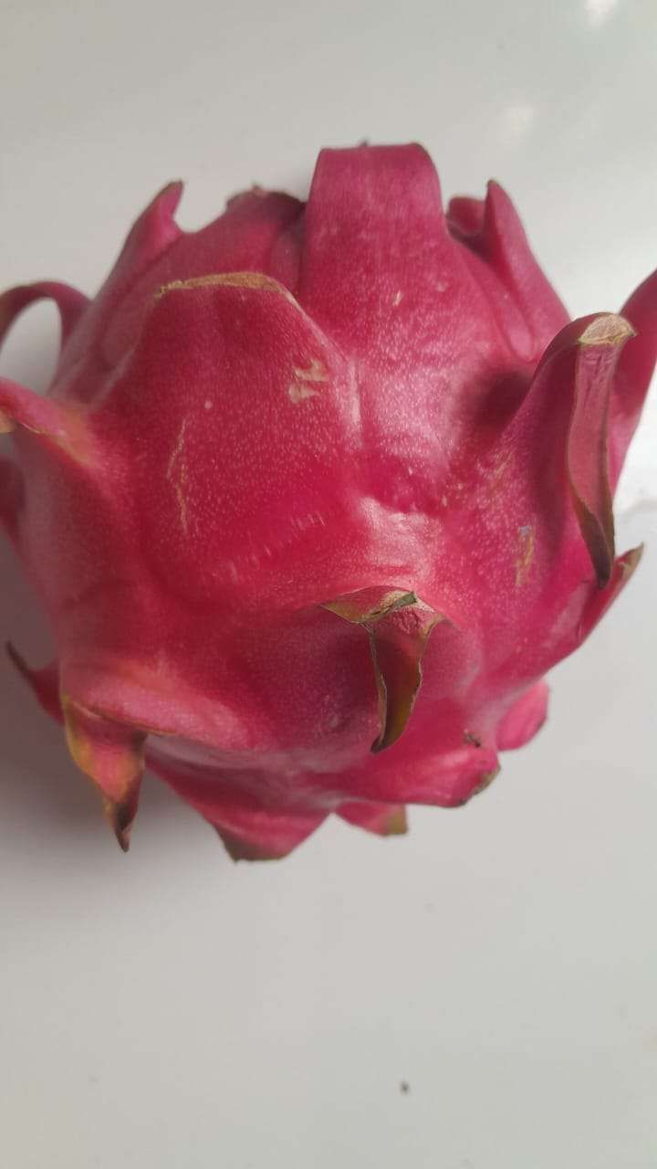 “Waspadai Masalah Kesehatan yang Ditimbulkan oleh Buah Naga Berlebihan”