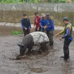 BKSDA Sumbar Evakuasi Tapir dari Kolam BBI Sukomananti Pasbar