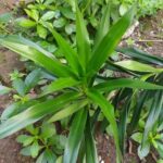 Manfaat Daun Suji untuk Kesehatan