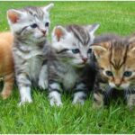 Inilah Manfaat Positif Bagi Pemelihara Kucing di Rumah