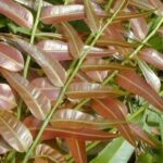 Mengenal Manfaat Daun Kelakai untuk Kesehatan Tubuh