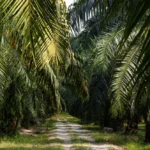 Pemerintah Wujudkan Kebun Sawit sebagai Harapan Pemerataan Ekonomi Tanpa Deforestasi