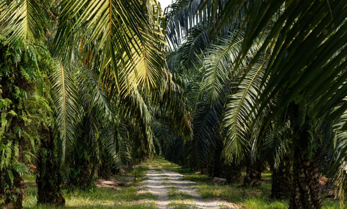 Pemerintah Wujudkan Kebun Sawit sebagai Harapan Pemerataan Ekonomi Tanpa Deforestasi