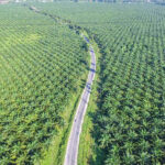 Perluasan Kebun Sawit Bukan Deforestasi, Pemerintah Dapat Dukungan Berbagai Kalangan