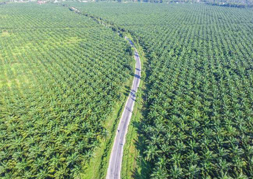 Perluasan Kebun Sawit Bukan Deforestasi, Pemerintah Dapat Dukungan Berbagai Kalangan