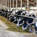 Pemerintah Pastikan Ketersediaan Logistik Program MBG melalui Impor Sapi Perah