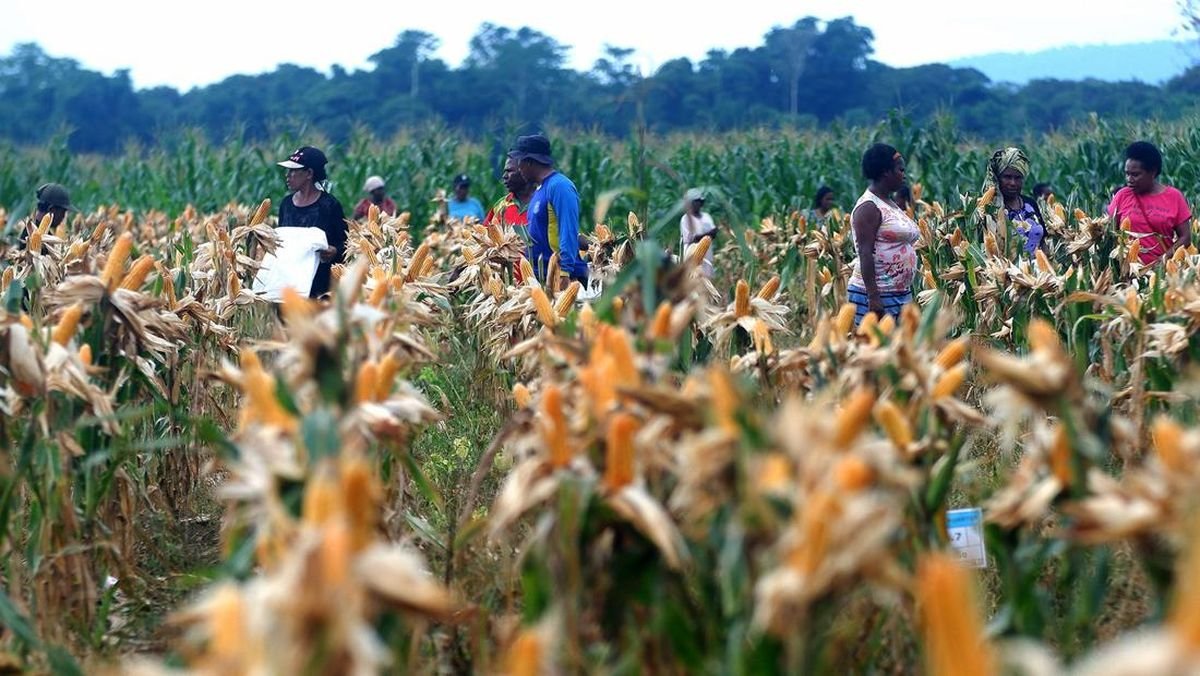 Food Estate di Papua Telah Melalui Kajian Holistik