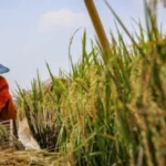 Mendorong Peran Kepala Daerah Dalam Percepatan Swasembada Pangan