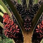 Hilirisasi Sawit Percepat Swasembada Pangan