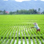 Pemerintah Terus Dorong Upaya Percepatan Swasembada Pangan