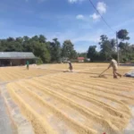Komitmen Pemerintah Serap Gabah Petani Berikan Kepastian Kepada Masyarakat