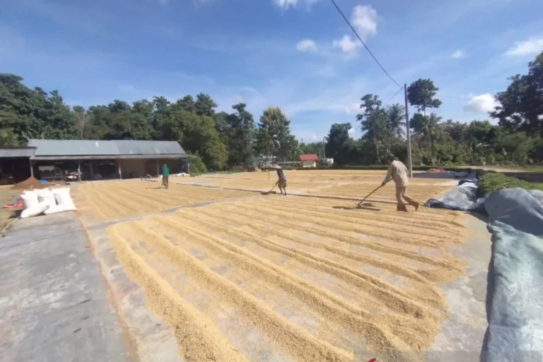 Komitmen Pemerintah Serap Gabah Petani Berikan Kepastian Kepada Masyarakat