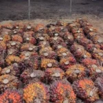 Pemerintah Terapkan Replanting Lahan dalam Program Swasembada Pangan