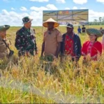Panen Perdana Lumbung Pangan Papua Selatan, Tonggak Baru Dukung Ketahanan Pangan Nasional