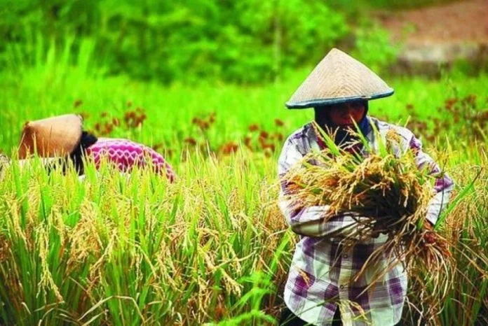 Pemerintah Tegaskan Komitmen Jangka Panjang terhadap Swasembada Pangan