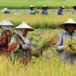 Kolaborasi Pemerintah dan Swasta Kunci Sukses Swasembada Pangan