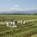 Mewujudkan Ketahanan Energi Nasional melalui Komitmen Swasembada Energi