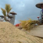 Pemerintah Terus Tingkatkan Produksi Nasional Demi Kemandirian Pangan