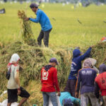 Indonesia Hentikan Impor Beras: Langkah Nyata Menuju Swasembada Pangan