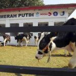 Program Sapi Merah Putih Jadi Penopang Swasembada Pangan dan Serap Tenaga Kerja
