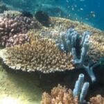 Ilmuwan Ingatkan Keasaman Laut Masuki Zona Merah