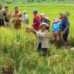 Masyarakat Dorong Keberhasilan Program Swasembada Pangan Pemerintah