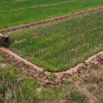 Swasembada Pangan dan Energi Kunci Ketahanan Nasional