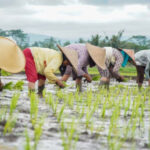 Cadangan Pangan Tertinggi Sepanjang Sejarah, Presiden Prabowo Buka Babak Baru Kemandirian Bangsa