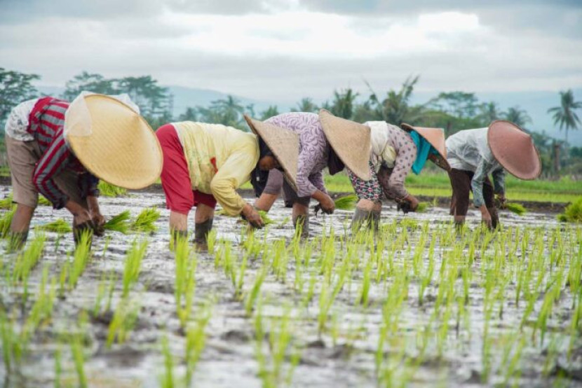 Cadangan Pangan Tertinggi Sepanjang Sejarah, Presiden Prabowo Buka Babak Baru Kemandirian Bangsa