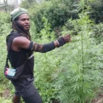 Ladang Ganja Egianus Kogoya Terbongkar, Bukti OPM Biayai Teror Lewat Narkoba