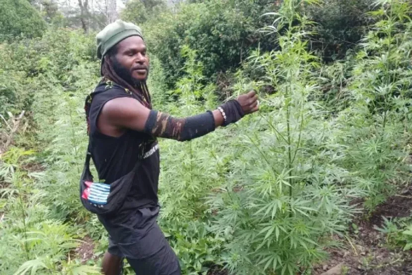Ladang Ganja Egianus Kogoya Terbongkar, Bukti OPM Biayai Teror Lewat Narkoba
