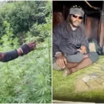 Ladang Ganja Egianus Kogoya, Sumber Dana Aksi Teror OPM