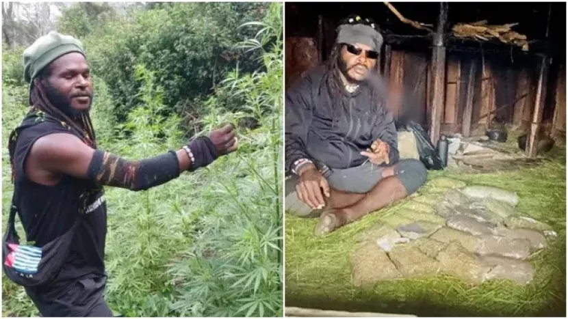 Ladang Ganja Egianus Kogoya, Sumber Dana Aksi Teror OPM