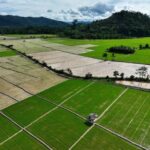 Swasembada Pangan dan Energi Jadi Fondasi Kemandirian Nasional, Pemerintah Siapkan Kebijakan Terintegrasi