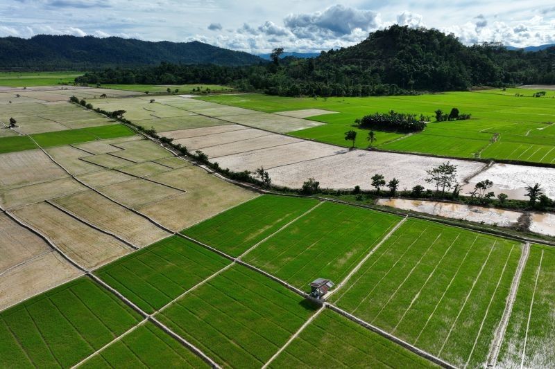 Swasembada Pangan dan Energi Jadi Fondasi Kemandirian Nasional, Pemerintah Siapkan Kebijakan Terintegrasi