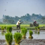 Pemerintah Dorong Swasembada Pangan Melalui Penguatan Brigade Pangan