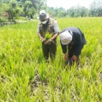 Kebijakan Pro Petani Percepat Pencapaian Swasembada Pangan