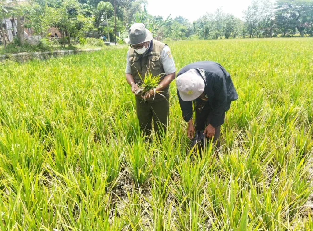 Kebijakan Pro Petani Percepat Pencapaian Swasembada Pangan