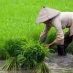 Swasembada Pangan Wujud Nyata Asta Cita Presiden Prabowo