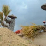 Program Swasembada Pangan Komitmen Presiden Prabowo Utamakan Kepentingan Rakyat