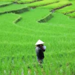 Hilirisasi Pertanian dan Perikanan Perkuat Ketahanan Pangan Berbasis Industri