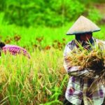 Pemerintah Perkuat Ketahanan Pangan Nasional Lewat Ekosistem MBG di Desa