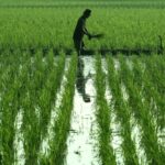 Pemerintah Pastikan Tahun 2025 Jadi Pencapaian Bersejarah Swasembada