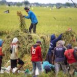 Pemerintah Pastikan Swasembada Pangan Beri Dampak Positif bagi Ekonomi Kerakyatan