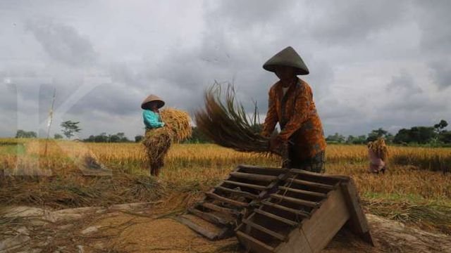 Pemerintah Percepat Swasembada, Indonesia Siap Jadi Pusat Produksi Pangan Dunia