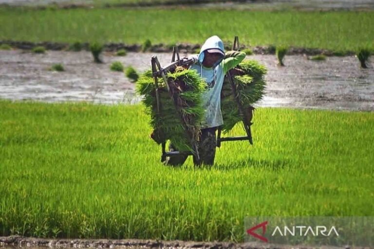 Pemerintah Dorong Perluasan Sawah Baru Demi Swasembada Pangan