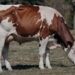 Program Sapi Merah Putih Dorong Swasembada Pangan dan Buka Lapangan Kerja Baru