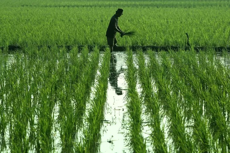 Pemerintah Percepat Swasembada Pangan dengan Ekstensifikasi Lahan
