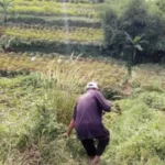 Lahan Perhutanan Sosial Disiapkan untuk Hilirisasi Perkebunan Berbasis Masyarakat